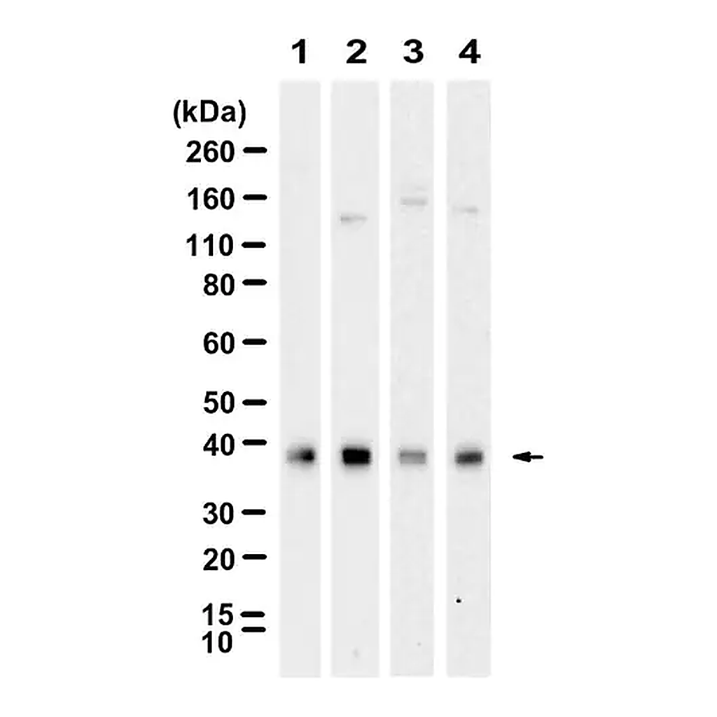 Merck Anti-CD24 Antibody, clone 3N22 ZooMAb Rabbit Monoclonal