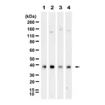 Merck Anti-CD24 Antibody, clone 3N22 ZooMAb Rabbit Monoclonal