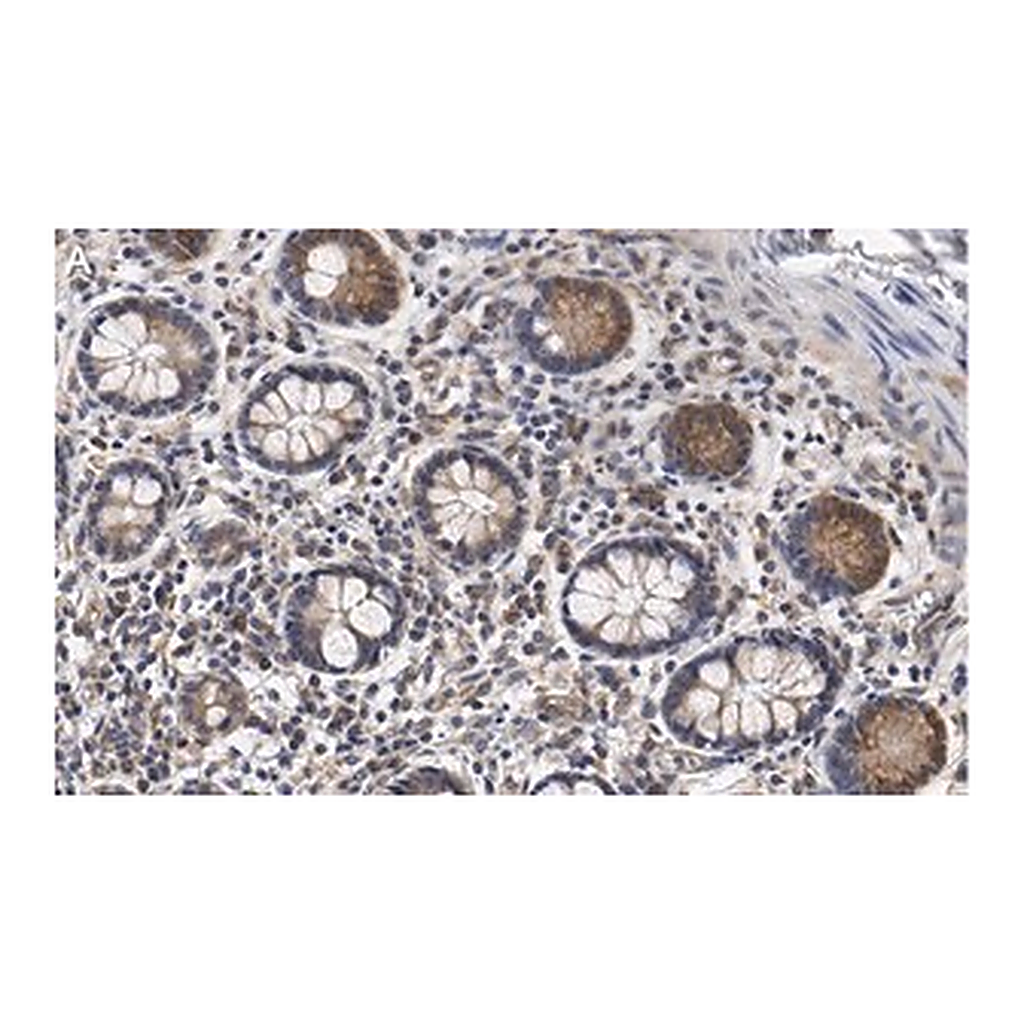 Merck Anti-CCPG1 Antibody, clone 1F15 ZooMAb Rabbit Monoclonal