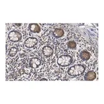 Merck Anti-CCPG1 Antibody, clone 1F15 ZooMAb Rabbit Monoclonal