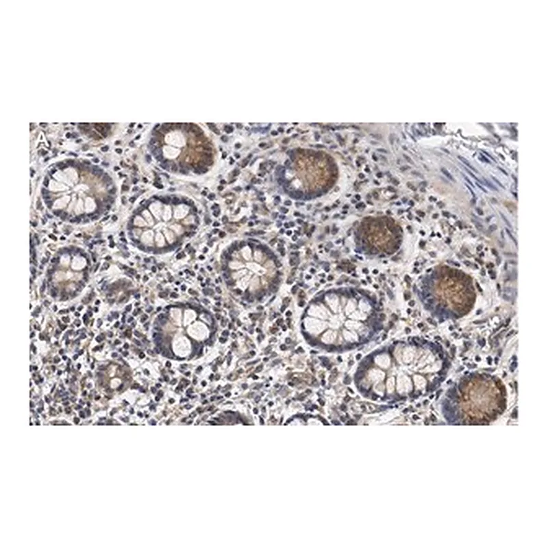 Merck Anti-CCPG1 Antibody, clone 1F15 ZooMAb Rabbit Monoclonal