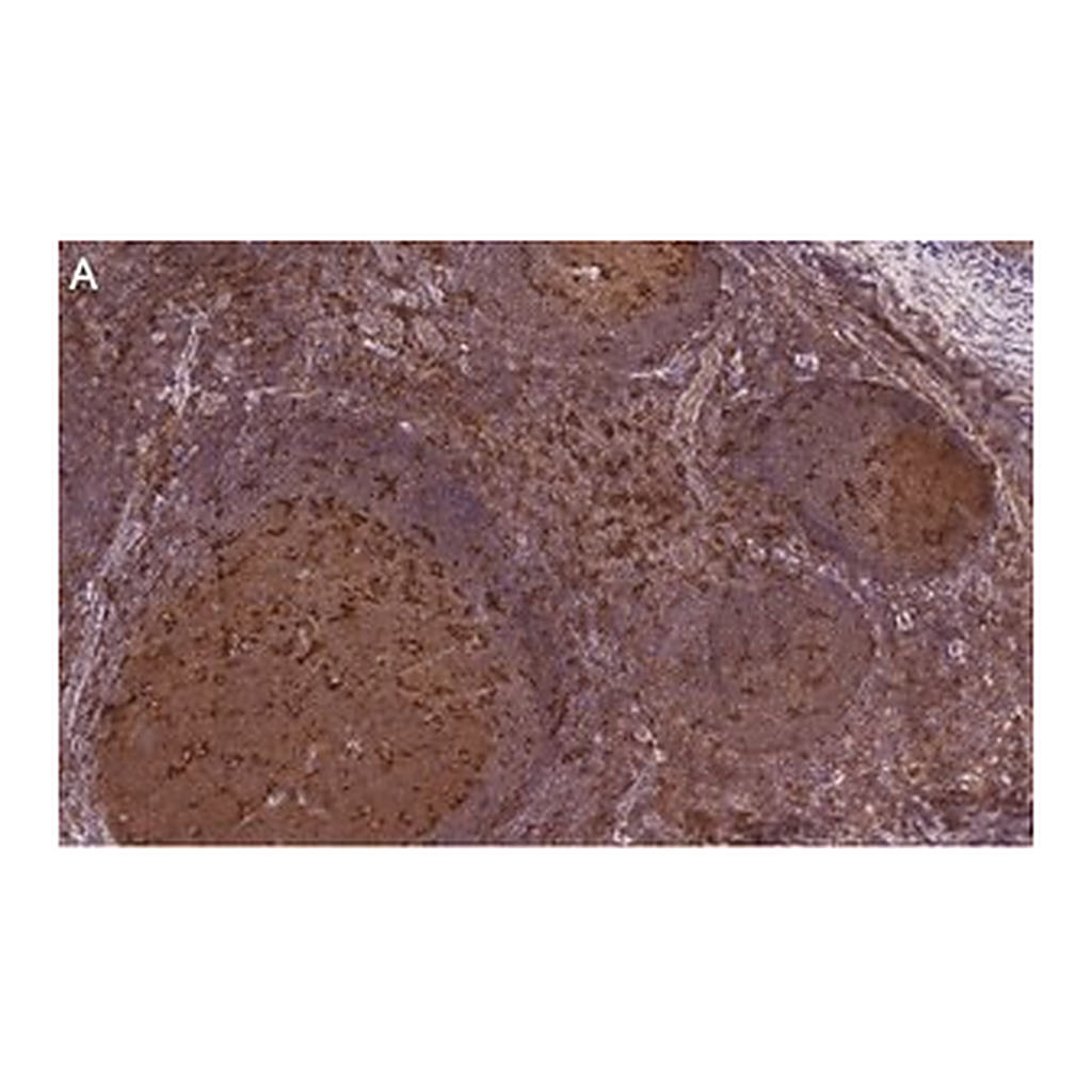 Merck Anti-Siglec-7/CD328 Antibody, clone 1B10 ZooMAb Rabbit Monoclonal