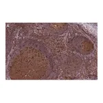 Merck Anti-Siglec-7/CD328 Antibody, clone 1B10 ZooMAb Rabbit Monoclonal