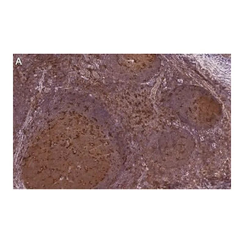 Merck Anti-Siglec-7/CD328 Antibody, clone 1B10 ZooMAb Rabbit Monoclonal