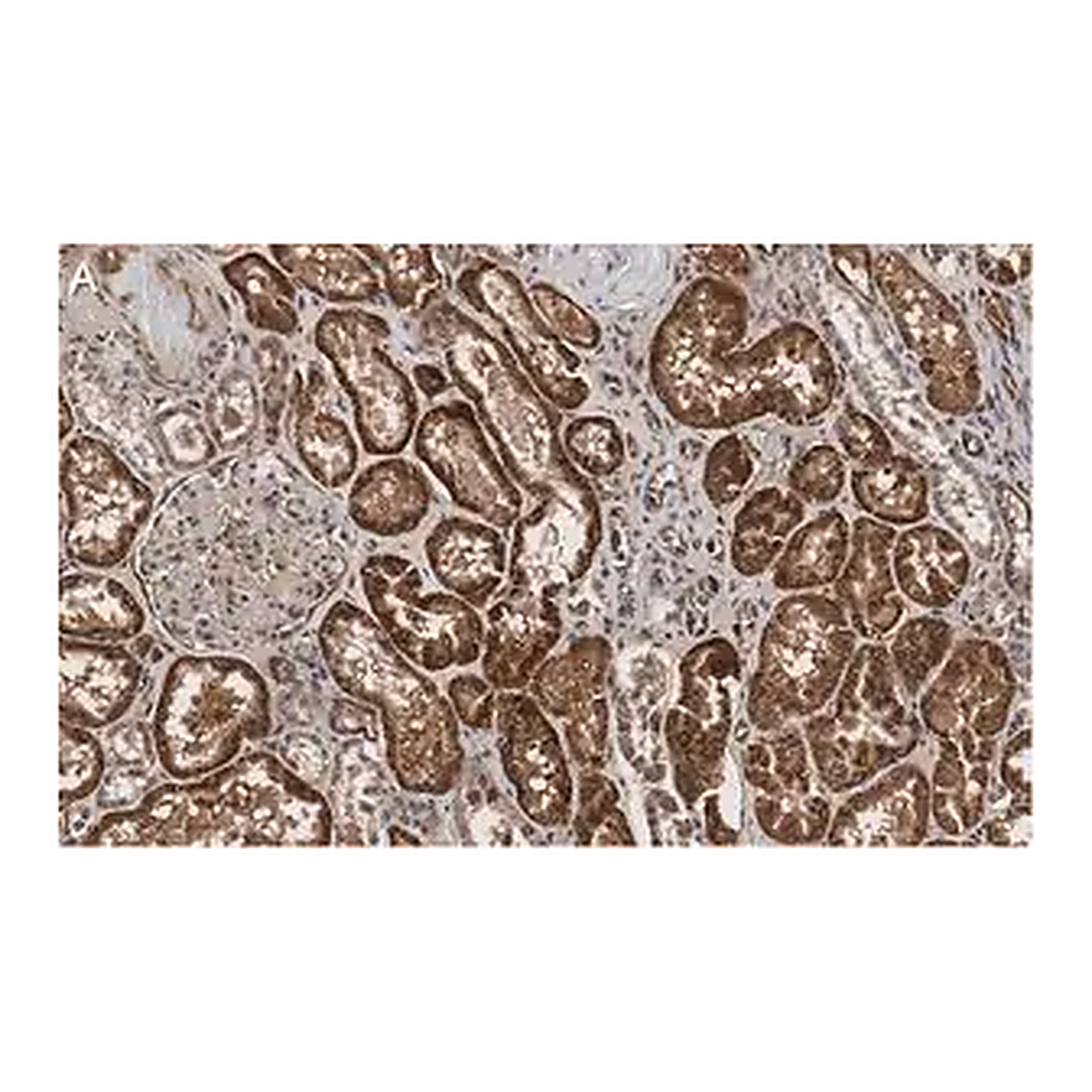 Merck Anti-Angiotensinogen Antibody, clone 1B12 ZooMAb Rabbit Monoclonal