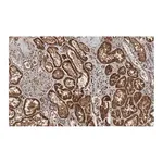 Merck Anti-Angiotensinogen Antibody, clone 1B12 ZooMAb Rabbit Monoclonal