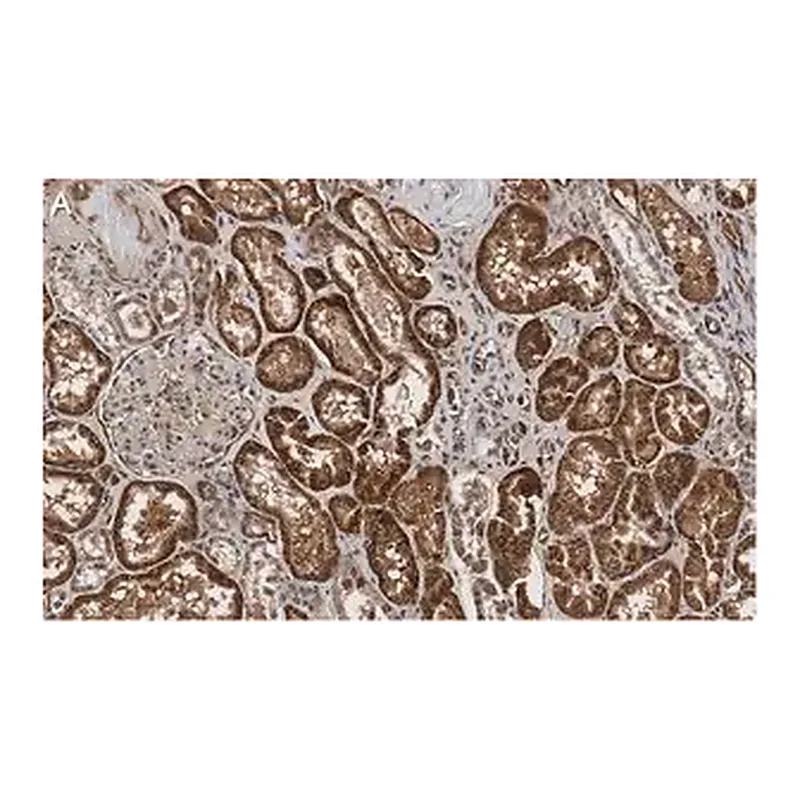 Merck Anti-Angiotensinogen Antibody, clone 1B12 ZooMAb Rabbit Monoclonal