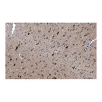 Merck Anti-GluR1 Antibody, clone RH95 ZooMAb Mouse Monoclonal