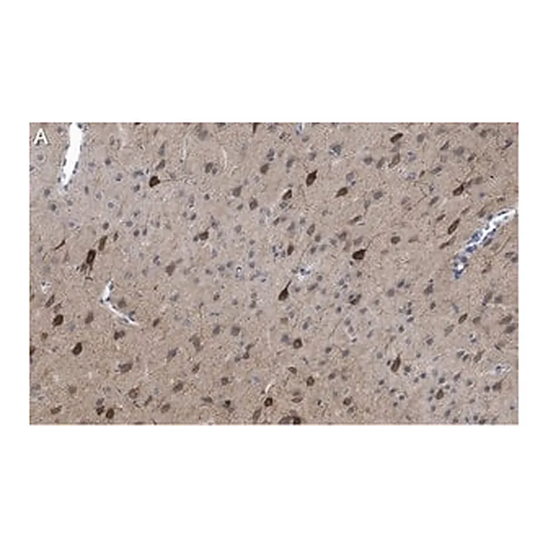 Merck Anti-GluR1 Antibody, clone RH95 ZooMAb Mouse Monoclonal