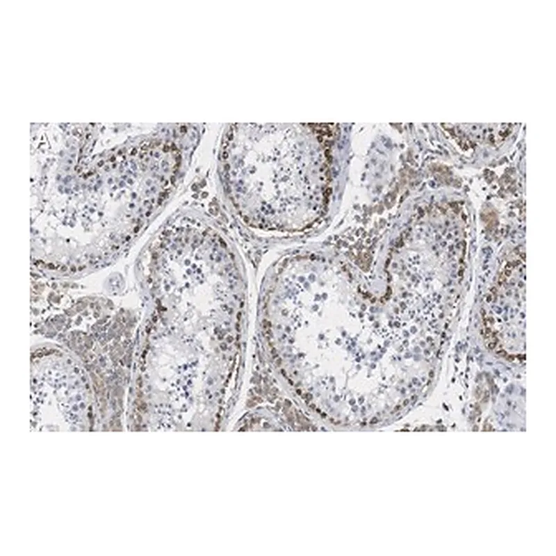 Merck Anti-FMR1 (C-terminal) Antibody, clone 2B16 ZooMAb Rabbit Monoclonal