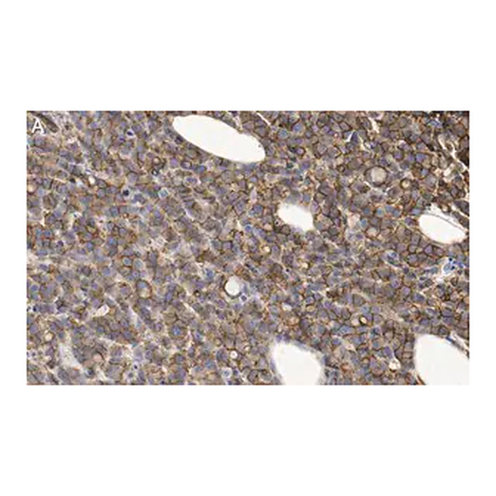Merck Anti-phosphotyrosine Antibody, clone 4G10 ZooMAb Mouse Monoclonal