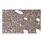 Merck Anti-phosphotyrosine Antibody, clone 4G10 ZooMAb Mouse Monoclonal