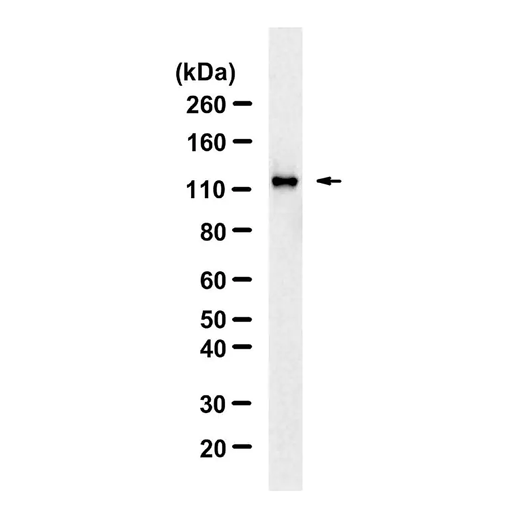 Merck Anti-phospho-ULK1-Ser757 Antibody, clone 5L18 ZooMAb Rabbit Monoclonal