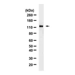 Merck Anti-phospho-ULK1-Ser757 Antibody, clone 5L18 ZooMAb Rabbit Monoclonal