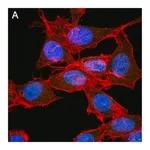 Merck Anti-FoxP3 Antibody, clone 4J2 ZooMAb Rabbit Monoclonal
