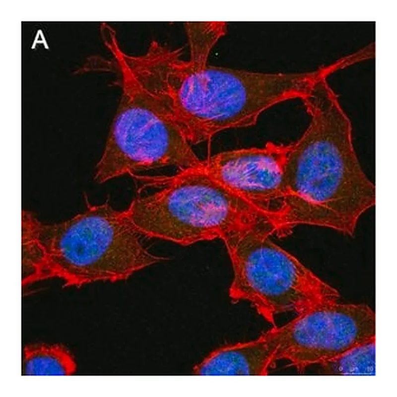 Merck Anti-FoxP3 Antibody, clone 4J2 ZooMAb Rabbit Monoclonal