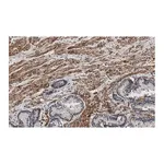 Merck Anti-Integrin beta 1 Antibody, clone HUTS-4 ZooMAb Mouse Monoclonal