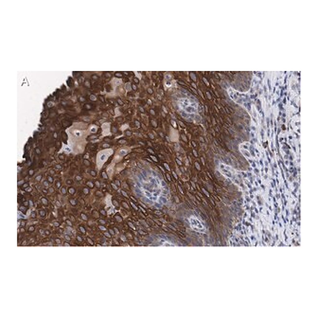 Merck Anti-L-amino acid oxidase Antibody, clone 4O11 ZooMAb Rabbit Monoclonal