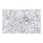 Merck Anti-PEDF (SERPIN F1) Antibody, clone 2C16 ZooMAb Rabbit Monoclonal