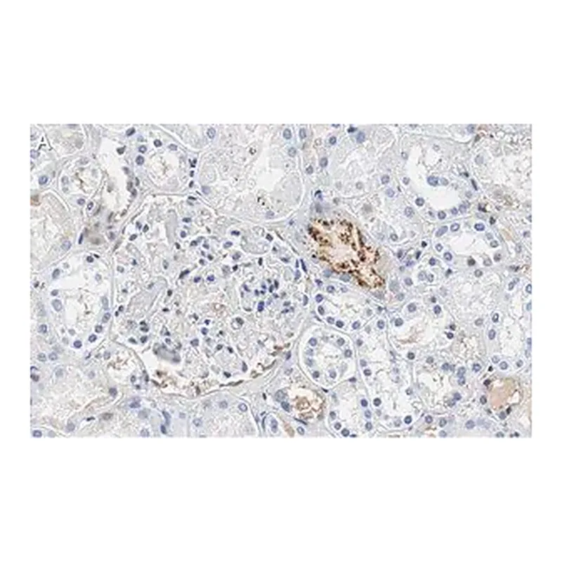 Merck Anti-PEDF (SERPIN F1) Antibody, clone 2C16 ZooMAb Rabbit Monoclonal
