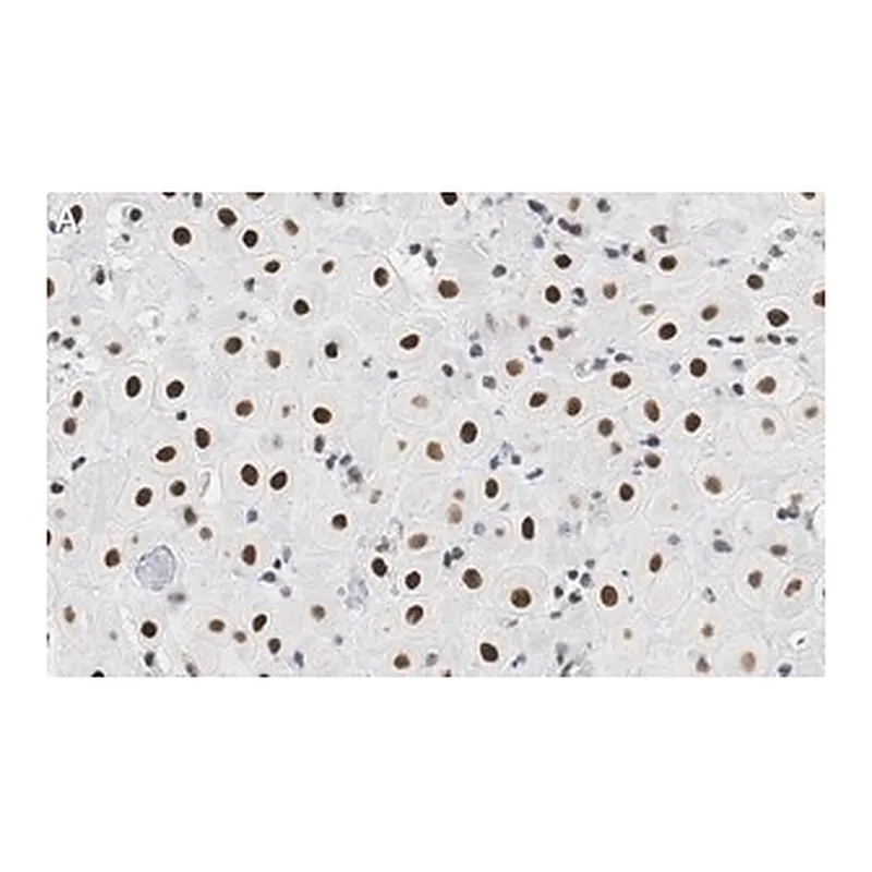 Merck Anti-BMI-1 Antibody, clone F6 ZooMAb Mouse Monoclonal