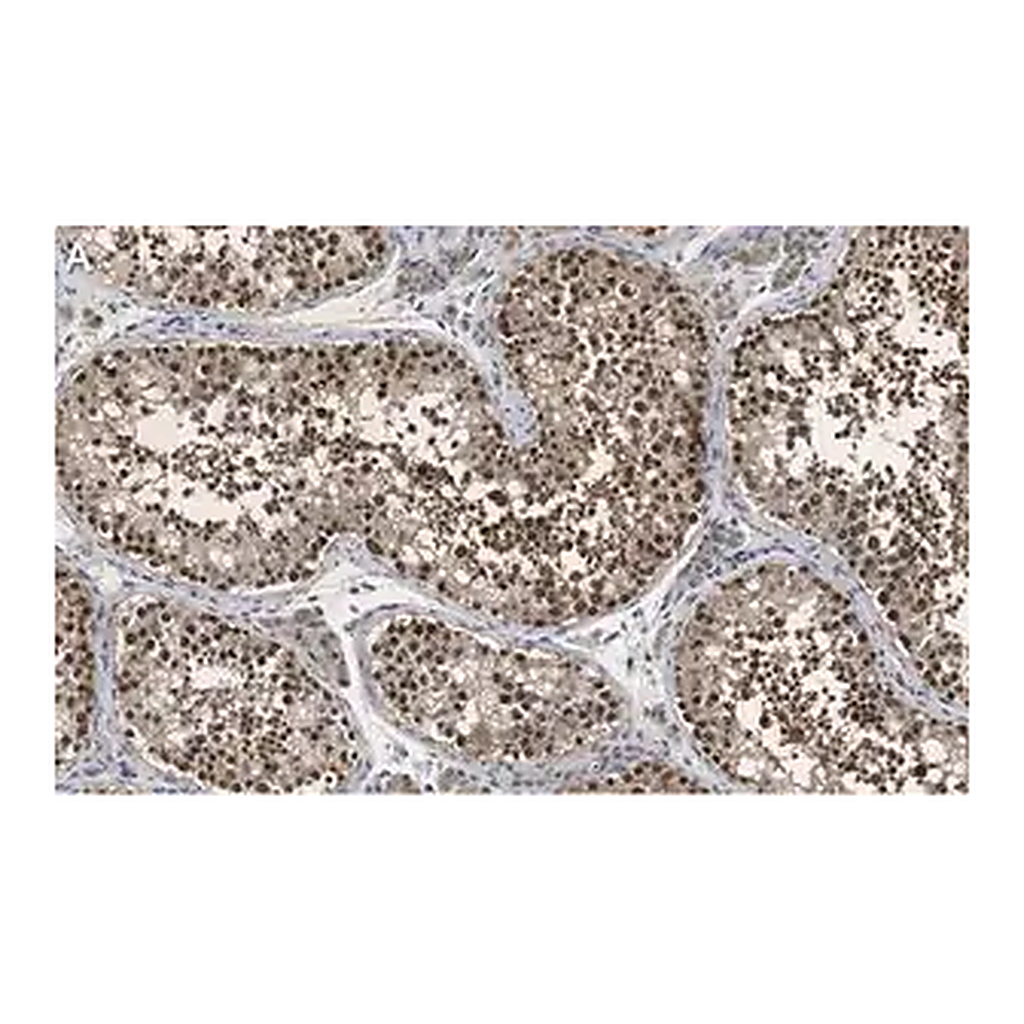 Merck Anti-PER2 Antibody, clone 1G17 ZooMAb Rabbit Monoclonal