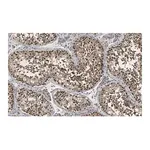 Merck Anti-PER2 Antibody, clone 1G17 ZooMAb Rabbit Monoclonal