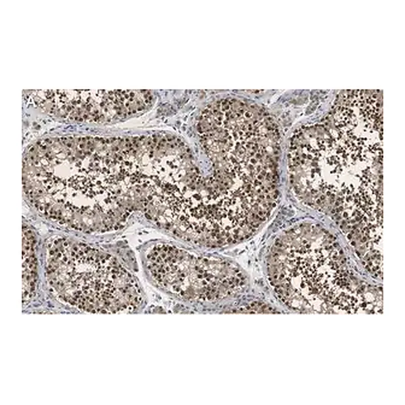 Merck Anti-PER2 Antibody, clone 1G17 ZooMAb Rabbit Monoclonal
