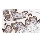 Merck Anti-PDE4B Antibody, clone 1E9 ZooMAb Rabbit Monoclonal