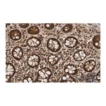 Merck Anti-PSMB2 Antibody, clone 2N18 ZooMAb Rabbit Monoclonal