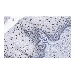 Merck Anti-TLE3 Antibody, clone 1D15 ZooMAb Rabbit Monoclonal