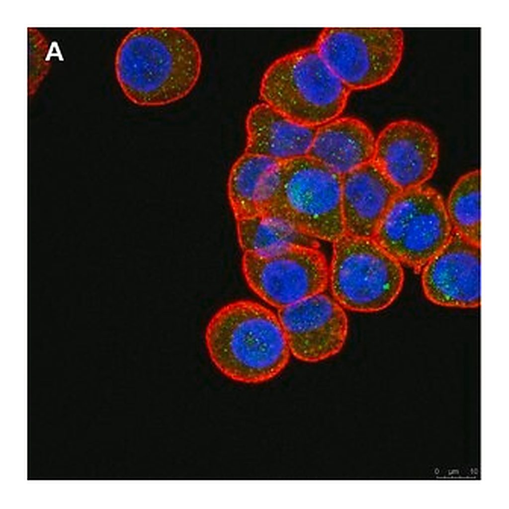 Merck Anti-ULBP-4/RAET1E Antibody, clone 6C10 ZooMAb Rabbit Monoclonal