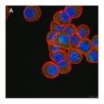 Merck Anti-ULBP-4/RAET1E Antibody, clone 6C10 ZooMAb Rabbit Monoclonal