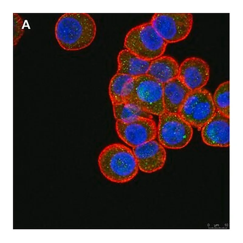 Merck Anti-ULBP-4/RAET1E Antibody, clone 6C10 ZooMAb Rabbit Monoclonal