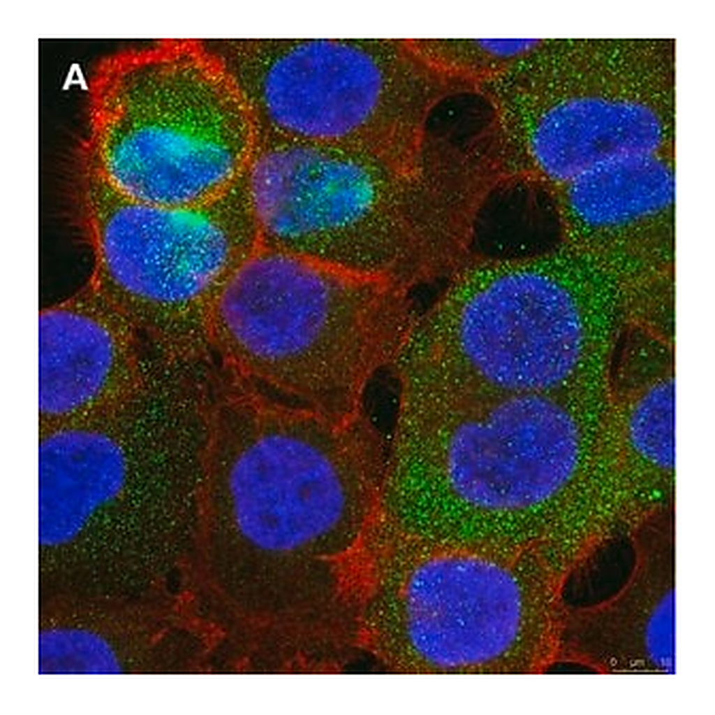 Merck Anti-PVR (CD155) Antibody, clone 4B3 ZooMAb Rabbit Monoclonal