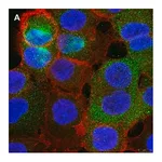 Merck Anti-PVR (CD155) Antibody, clone 4B3 ZooMAb Rabbit Monoclonal