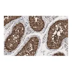 Merck Anti-HSP90 alpha Antibody, clone 4M13 ZooMAb Rabbit Monoclonal