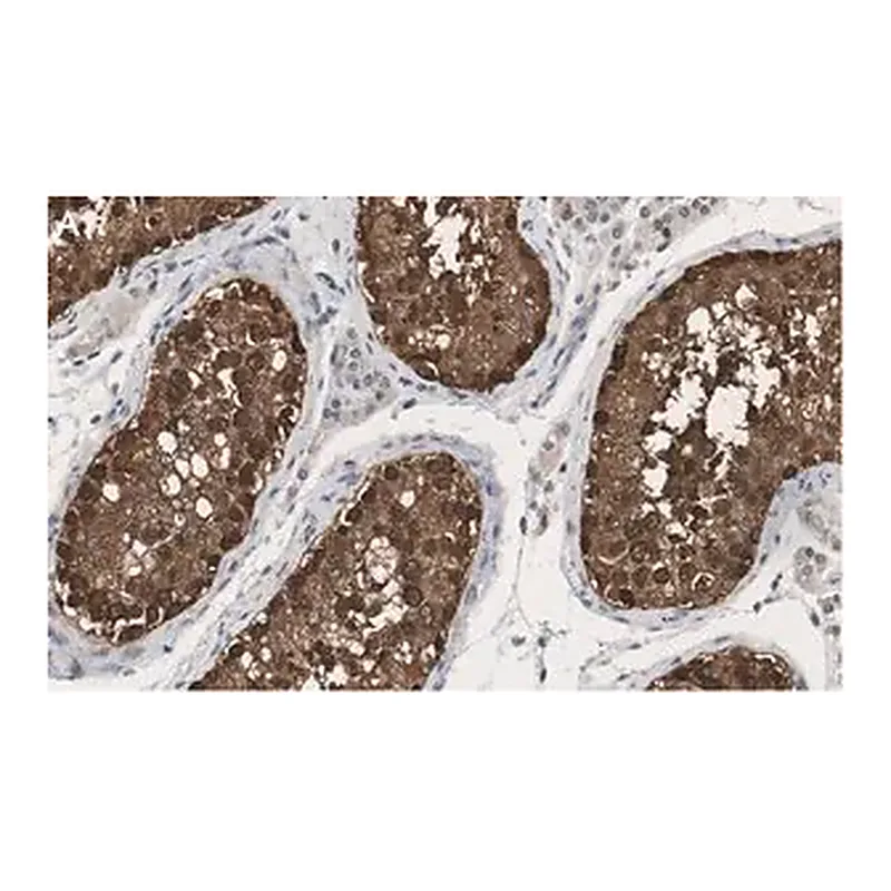 Merck Anti-HSP90 alpha Antibody, clone 4M13 ZooMAb Rabbit Monoclonal