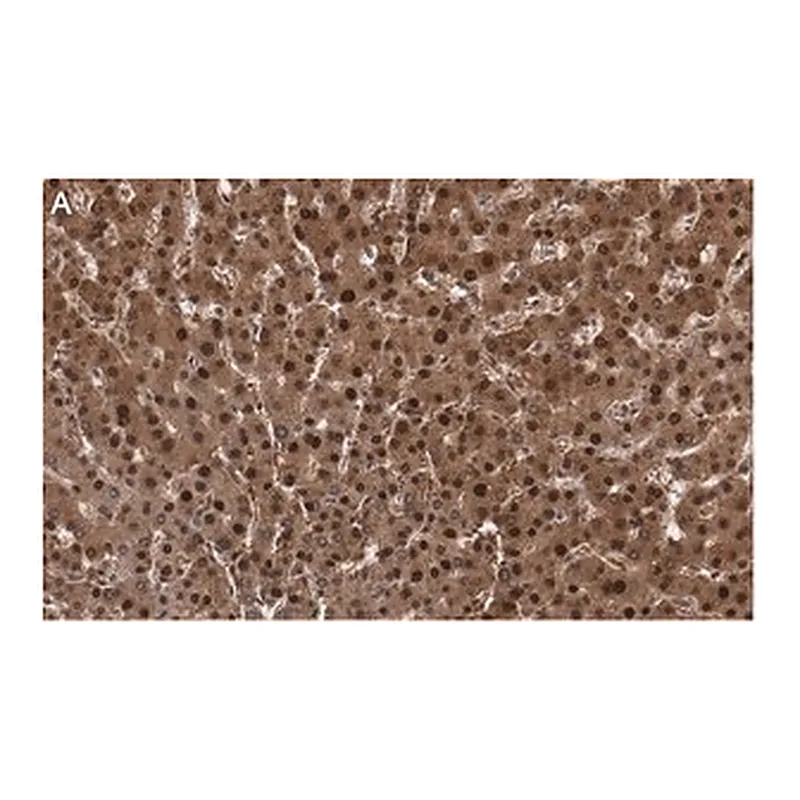 Merck Anti-LHPP Antibody, clone 3B18 ZooMAb Rabbit Monoclonal