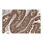 Merck Anti-FKBP52 Antibody, clone 4H21 ZooMAb Rabbit Monoclonal