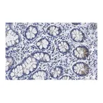 Merck Anti-SUPV3L1 Antibody, clone 2F5 ZooMAb Rabbit Monoclonal
