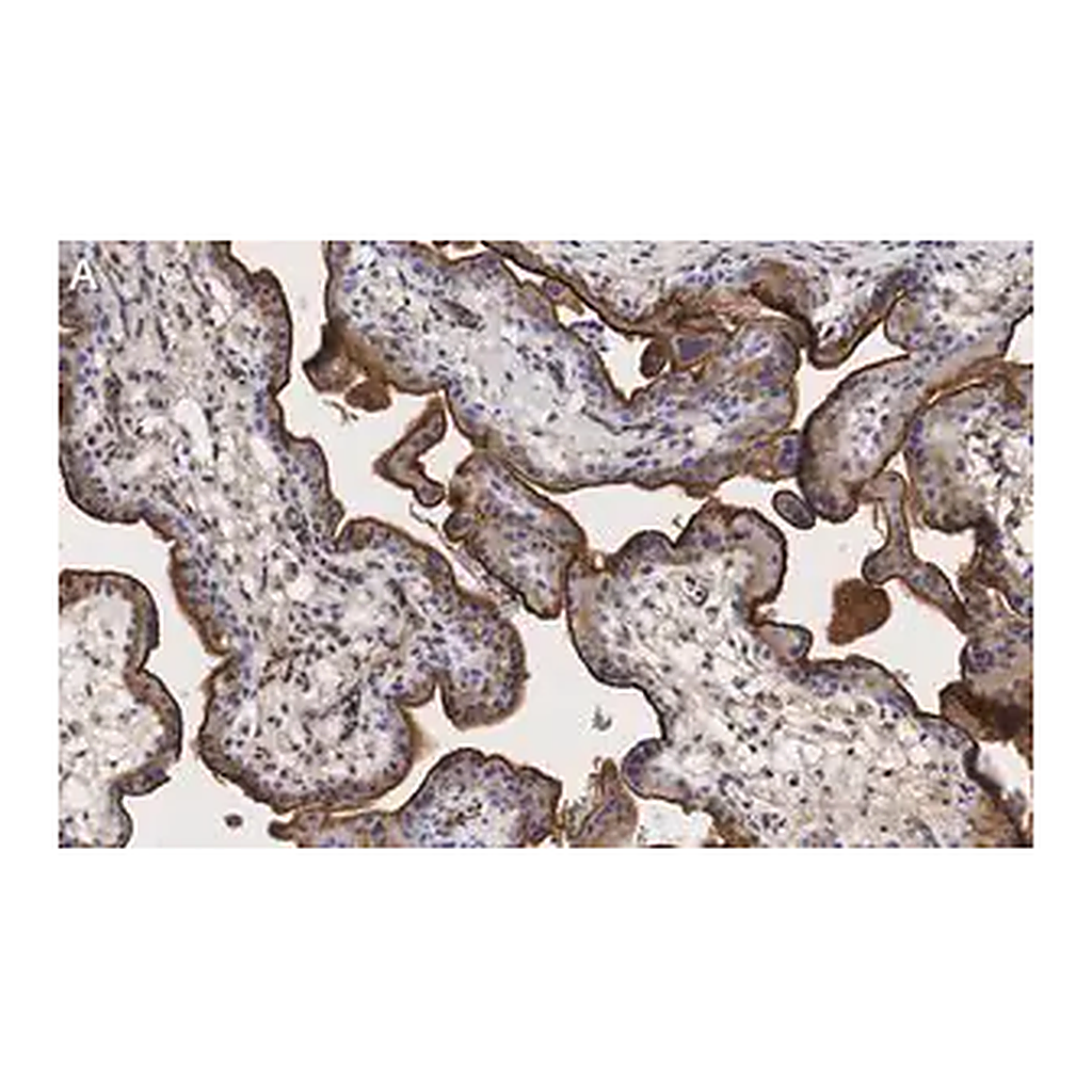 Merck Anti-Integrin α-5 Antibody, clone 5E18 ZooMAb Rabbit Monoclonal