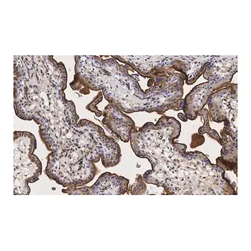 Merck Anti-Integrin α-5 Antibody, clone 5E18 ZooMAb Rabbit Monoclonal