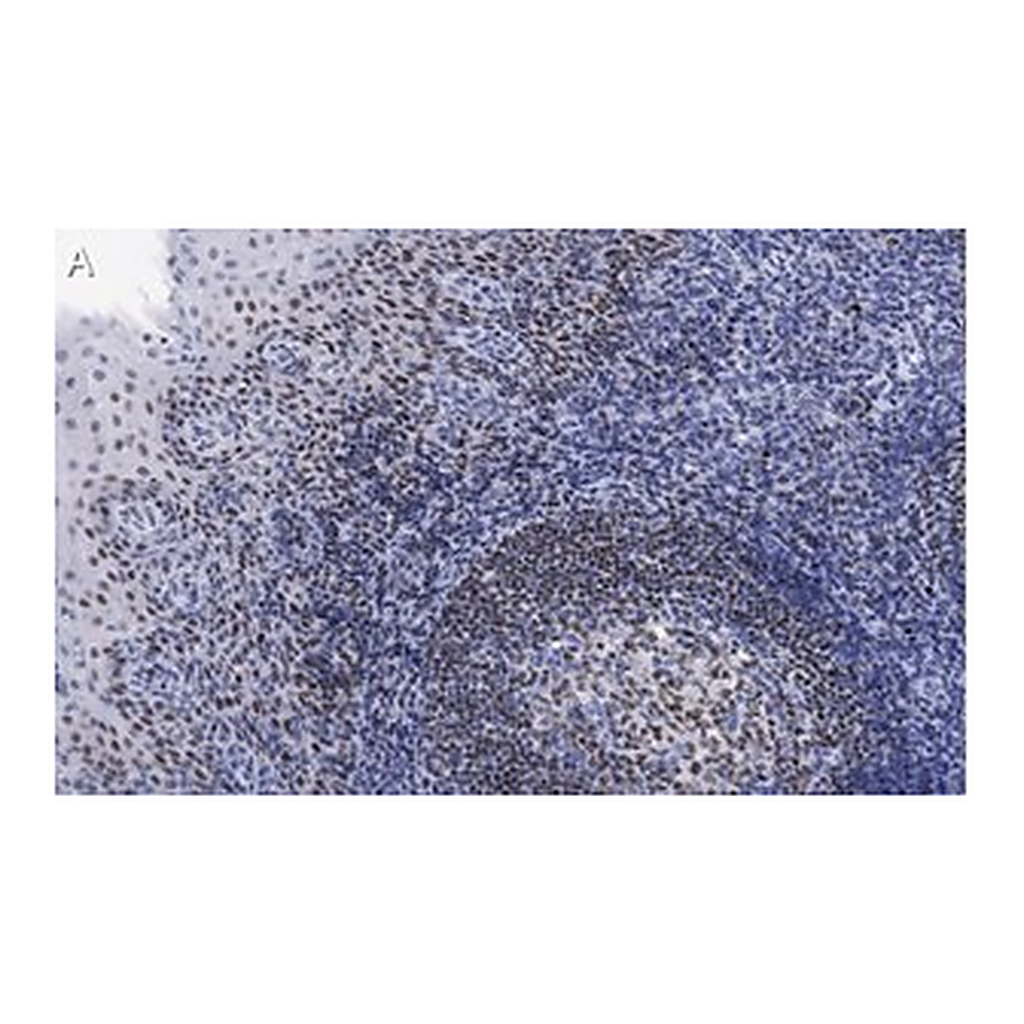Merck Anti-Bcl11A Antibody, clone 2C4 ZooMAb Rabbit Monoclonal
