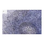Merck Anti-Bcl11A Antibody, clone 2C4 ZooMAb Rabbit Monoclonal