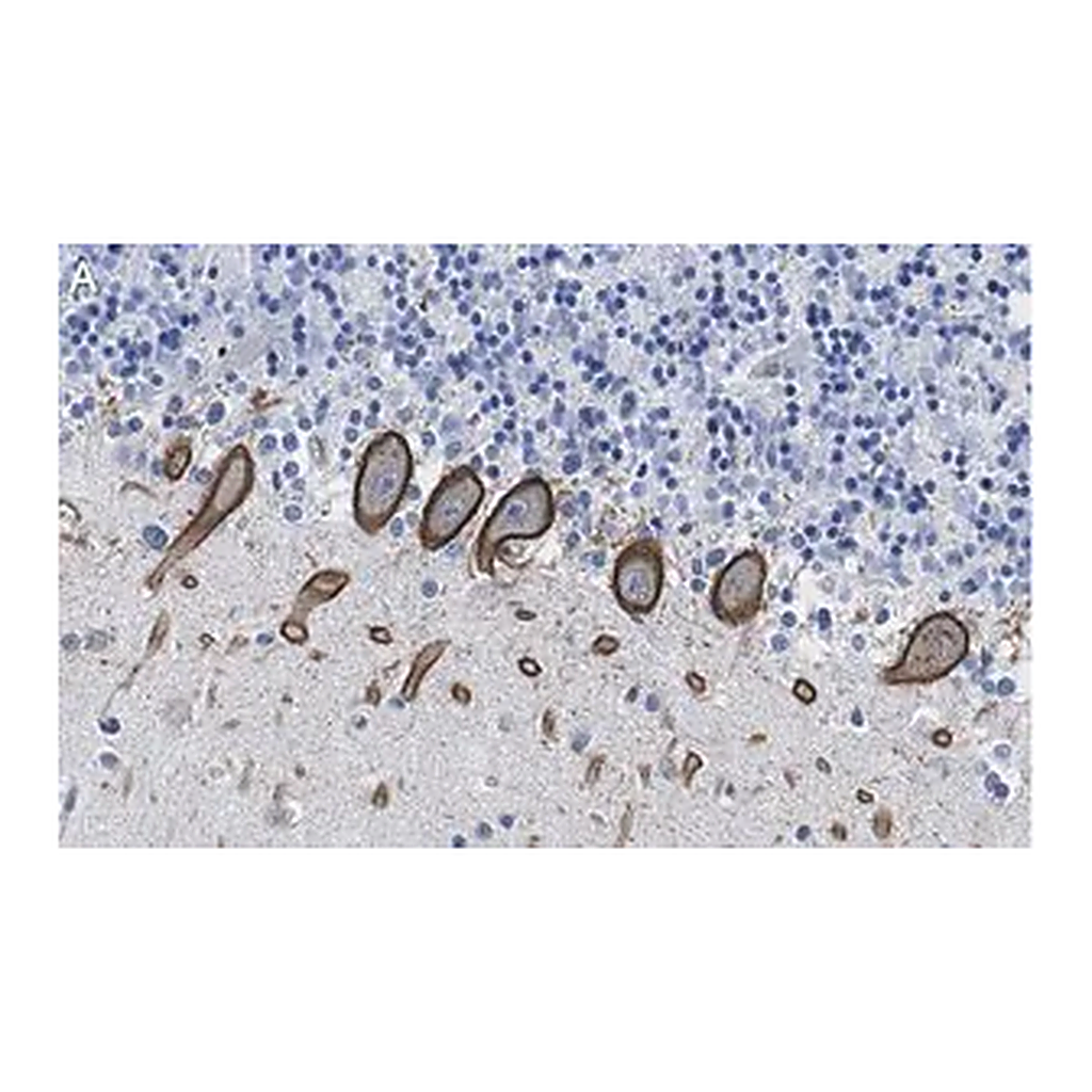 Merck Anti-PKCδ Antibody, clone 1C13 ZooMAb Rabbit Monoclonal