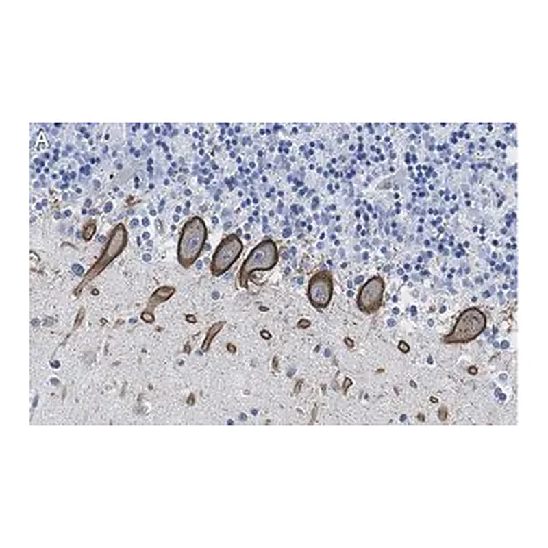 Merck Anti-PKCδ Antibody, clone 1C13 ZooMAb Rabbit Monoclonal