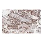 Merck Anti-FAK Antibody, clone 1D14 ZooMAb Rabbit Monoclonal