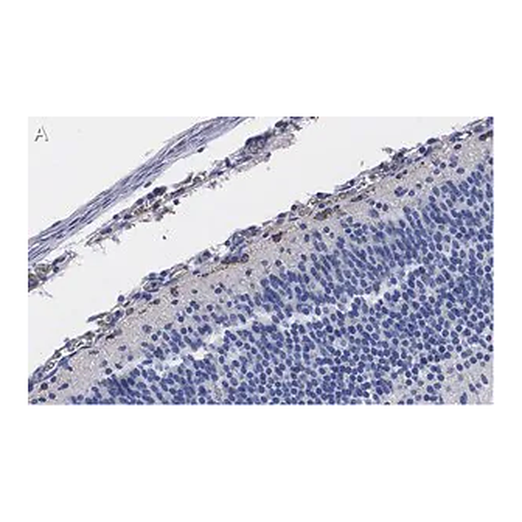 Merck Anti-Reelin Antibody, clone G10 ZooMAb Mouse Monoclonal