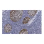 Merck Anti-PCNA Antibody, clone 3B22 ZooMAb Rabbit Monoclonal